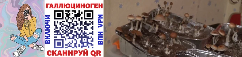 Купить где  Бодайбо  Псилоцибиновые грибы Magic Shrooms 